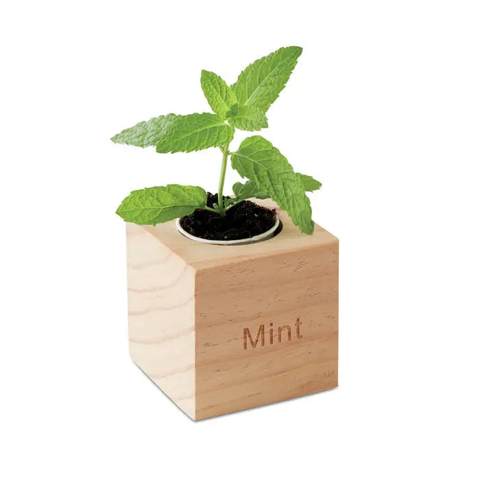 Ghiveci din lemn deschis cu eticheta gravata menta care tine o planta tanara de menta verde in sol intunecat