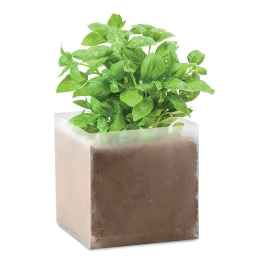 Compoziție cu semințe busuocol, plantă de busuioc verde vibrantă în ghiveci cubic transparent cu sol vizibil