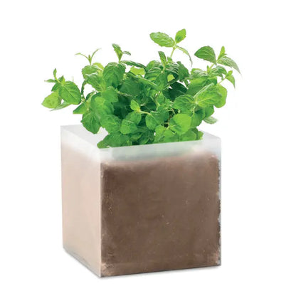 Planter pătrat translucid cu finisaj sticlă mată ce conține mentă verde bogată crescută în sol întunecat compost cu semințe menta