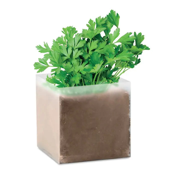 Compost cu seminte patrunjel cu un patrunjel verde vibrant in ghiveci cub transparent cu interior maro texturat
