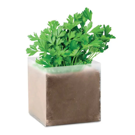Compost cu seminte patrunjel cu un patrunjel verde vibrant in ghiveci cub transparent cu interior maro texturat