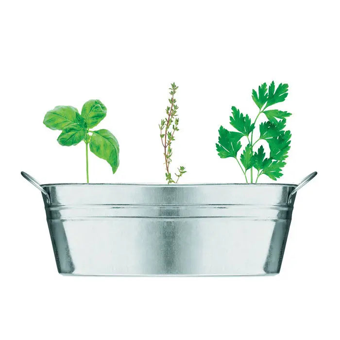 Cuva de zinc cu 3 seminte de ierburi este un ghiveci metalic argintiu lucios cu manere care tine busuioc, cimbru si patrunjel verde vibrant