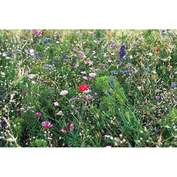 Un câmp vibrant de flori sălbatice în nuanțe de roz violet albastru și roșu în pachetul florile amesteca semintele
