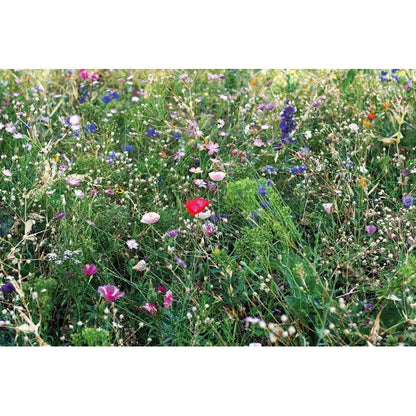 Un câmp vibrant de flori sălbatice în nuanțe de roz violet albastru și roșu în pachetul florile amesteca semintele