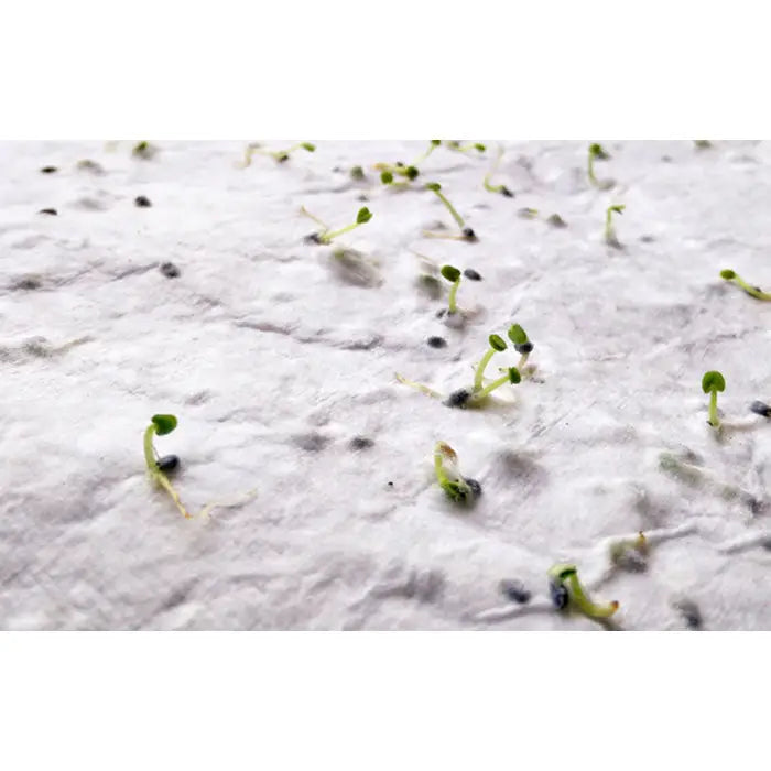 Tiny green seedlings sprouting from dark moist soil on a foaie de hartie a5 cu seminte de flori salbatice