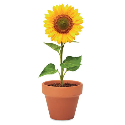 Ghiveci de teracota cu floarea-soarelui galbena vibranta si centru maro inchis, ideal pentru decor interior