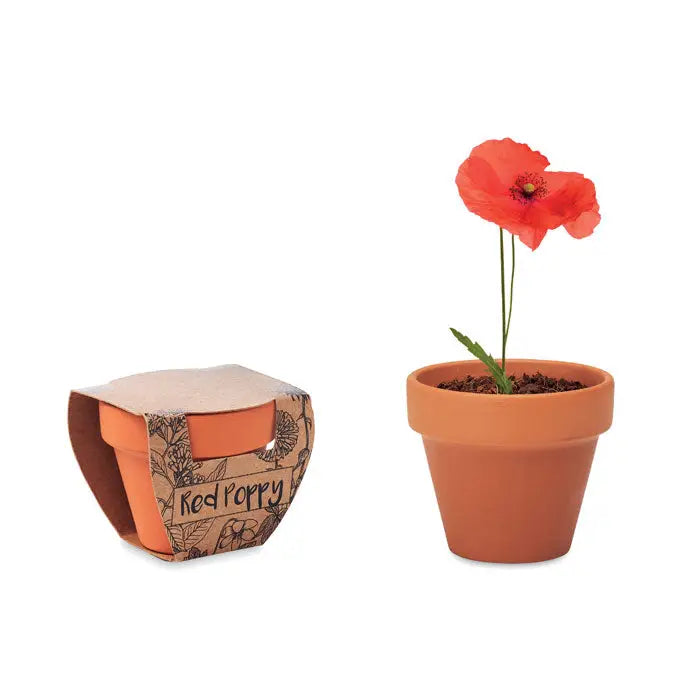 Ghiveci de teracota mac cu mac rosu vibrant in alt pot clasic din teracota cu tija verde si pamant inchis