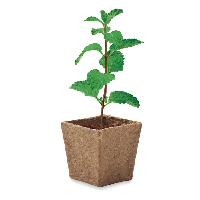 Kit de cultivare cu seminte de menta cu planta de menta verde vie in ghiveci patrat maro biodegradabil texturat