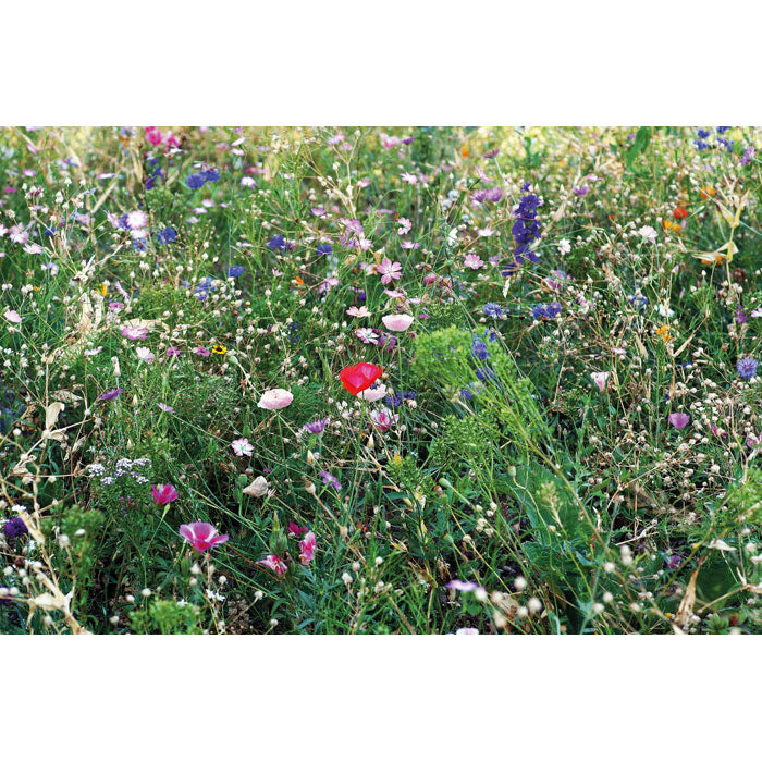 Florile amesteca semintele in plic