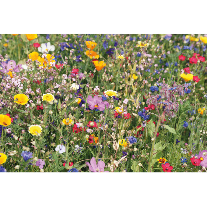 Florile amesteca semintele in plic