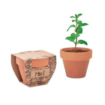 Seminte de menta in ghiveci de teracota cu planta mica de menta verde si pamant