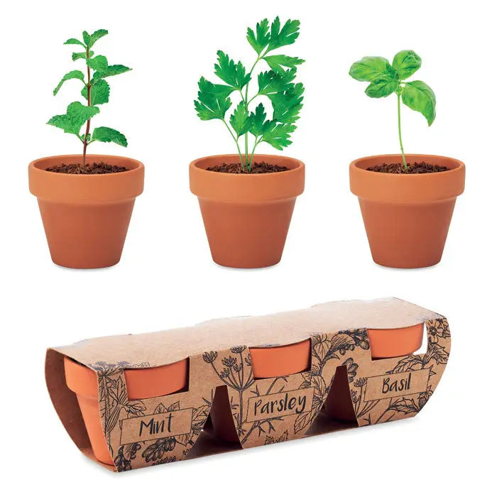 Set de 3 ghivece din teracota cu plante aromatice de mentă, pătrunjel și busuioc pentru bucătărie