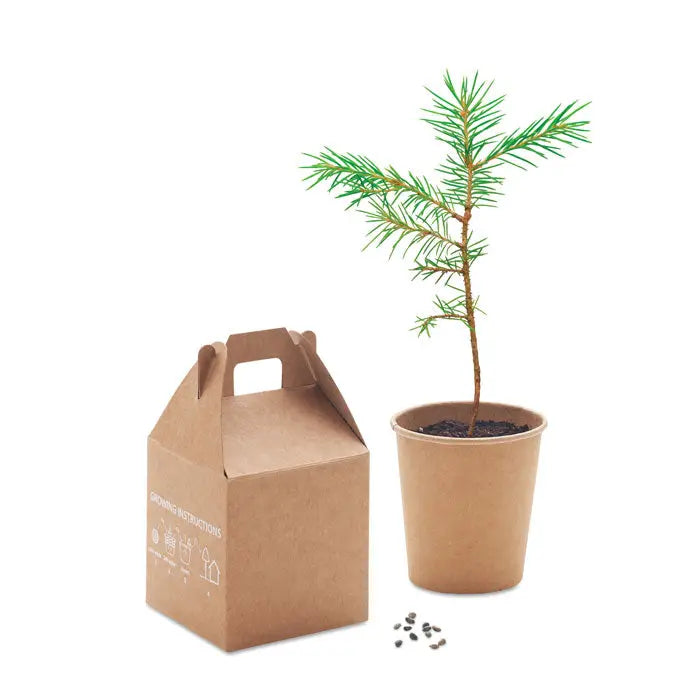 Set de pin cu puiet tânăr de conifer verde în ghiveci de hârtie maro cu sol întunecat